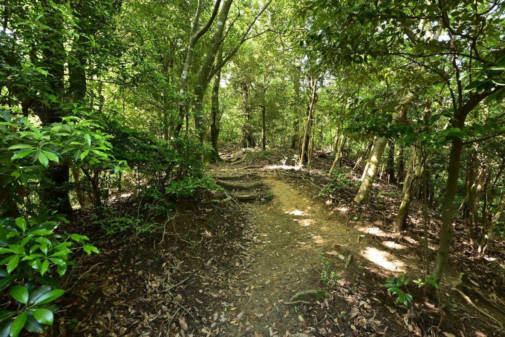 油山往復 | 福岡市街を見渡す定番ルートの写真