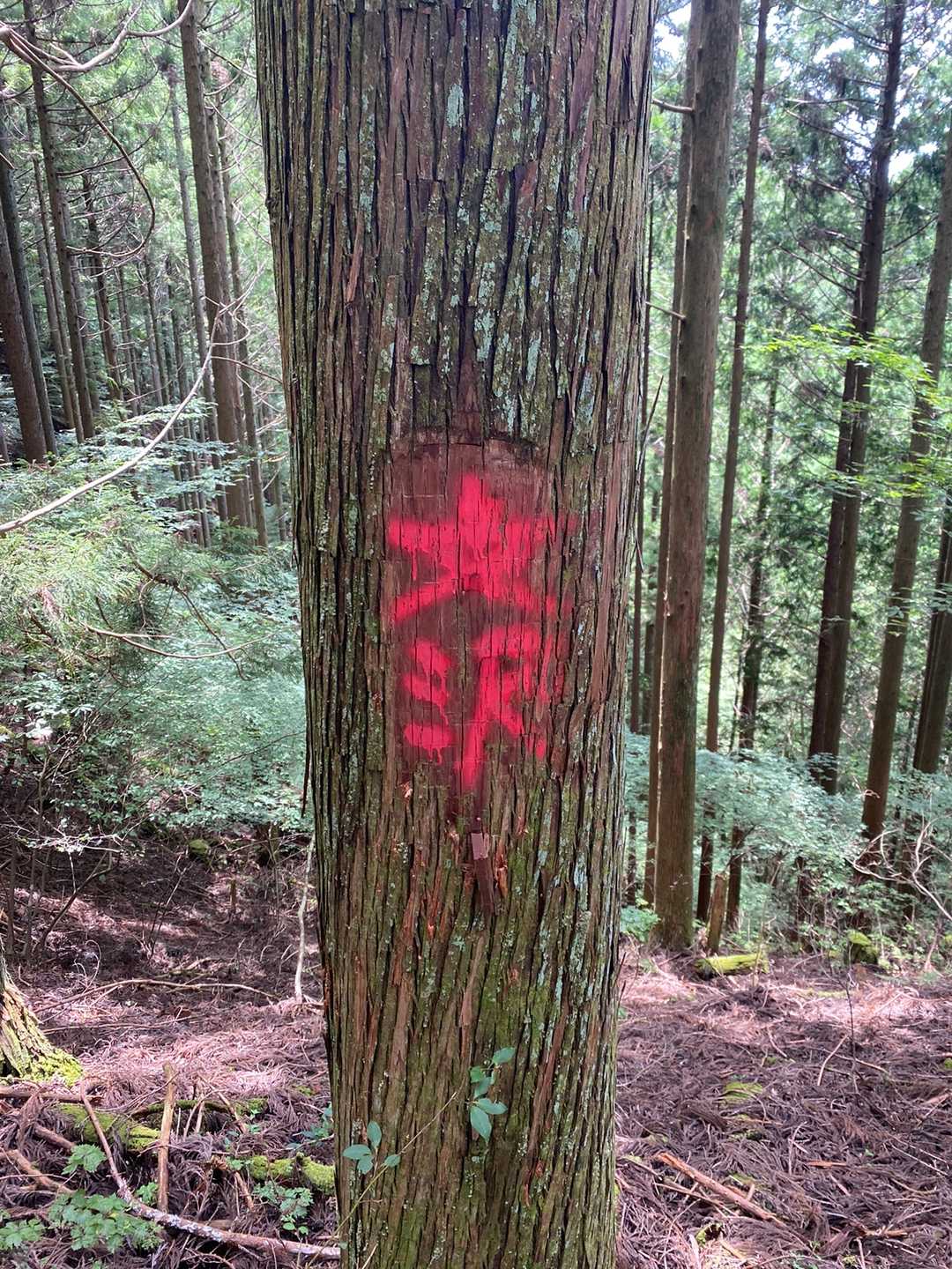 下り途中

赤い文字が滴ってる😱