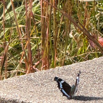 
アサギマダラ
…じゃ〜なかった💦

ルリタテハ❓
