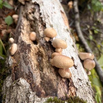 ヤナギマツタケ🍄
毒でした☠️
