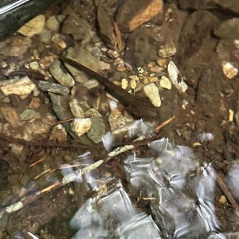 イシヅチサンショウウオ