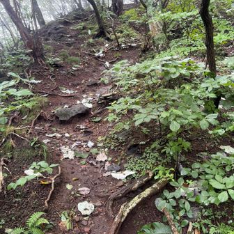 前半はやや急登だが、岩岩さがないだけマシ