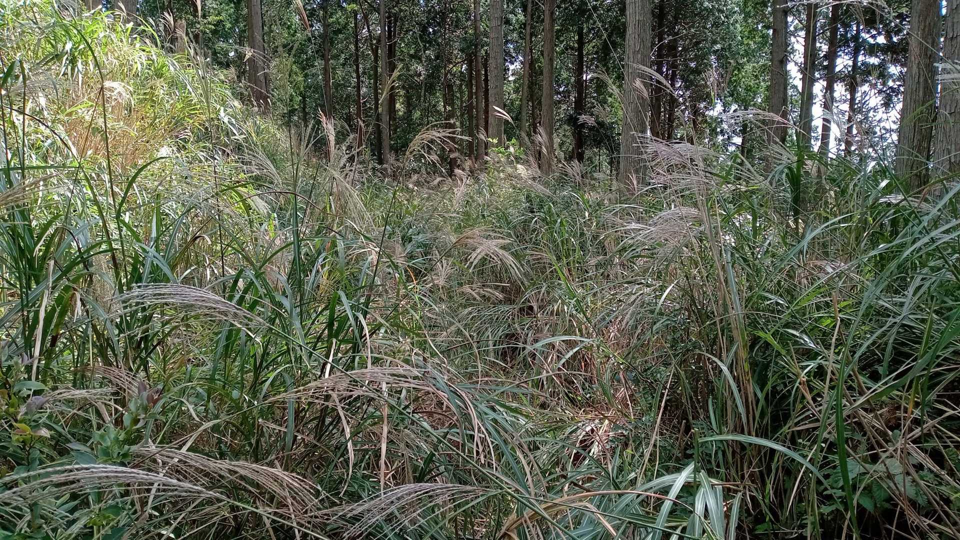 道はなんとなくわかる