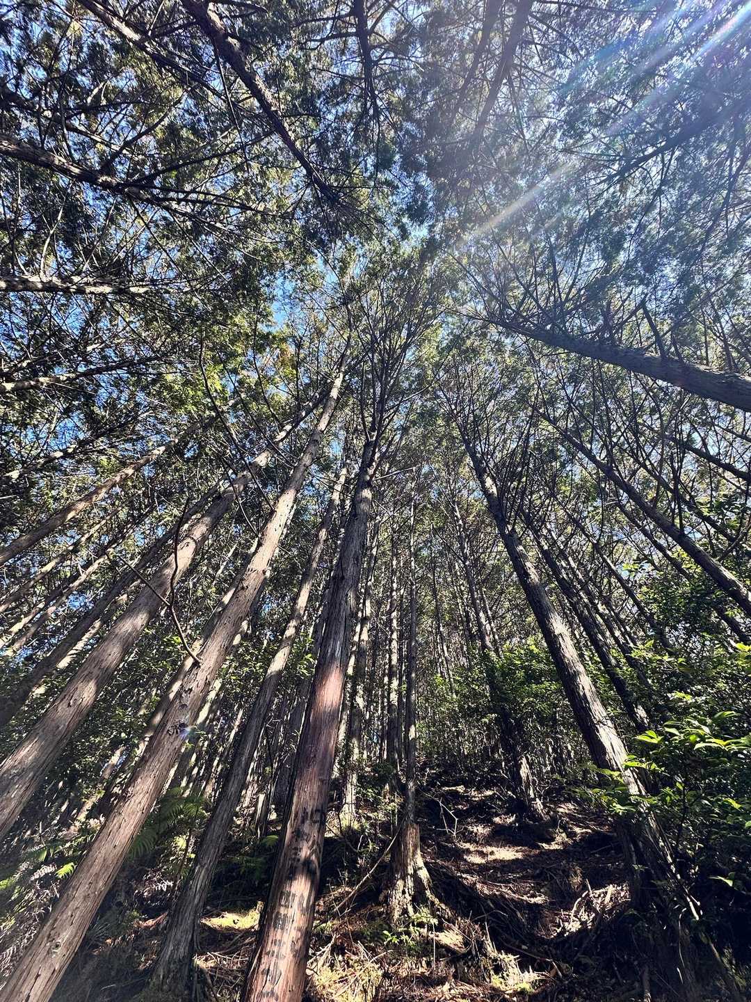 見上げれば、木々の合間から綺麗な青空✨