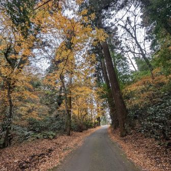 紅葉はこれで見納めかな。
紅葉2025、常陸国でとても楽しませていただきました🍁🥰🍁


今日もありがとうございました☺️
