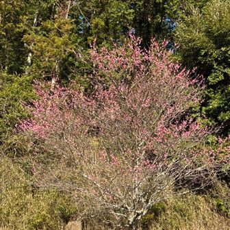 蕾がだいぶ大きくなって来てます