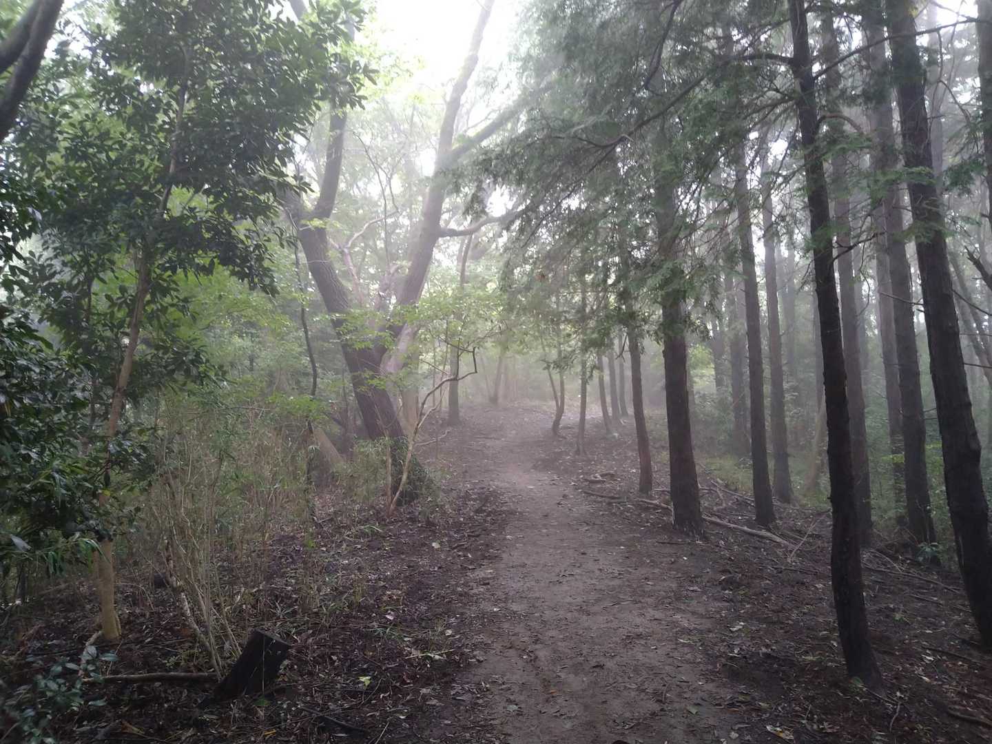 弘法山登山口-吾妻山-善波峠-弘法山 往復コースの写真