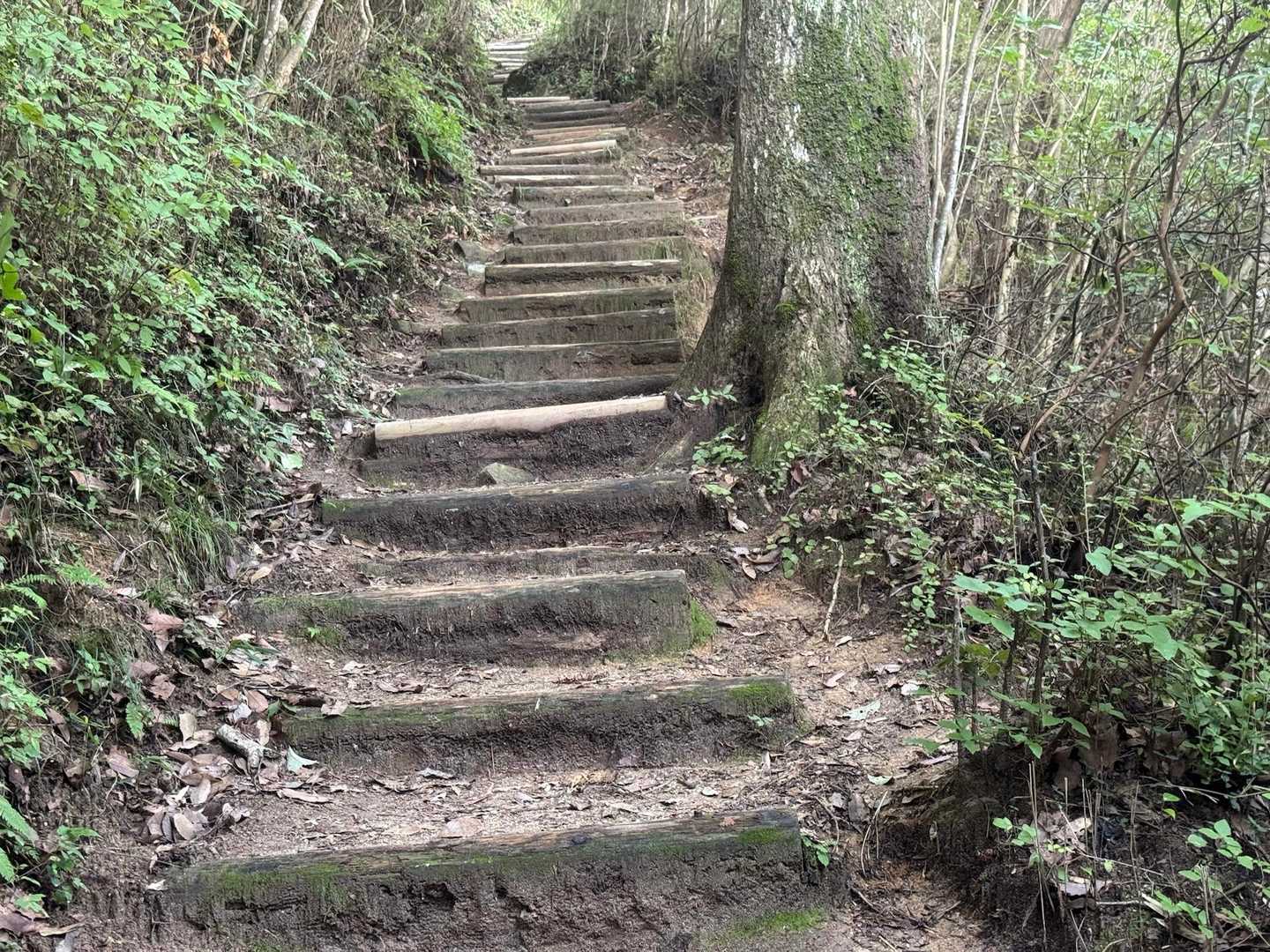 階段地獄スタート
先週は大山の夏山登山道で味わったので楽勝かと思ってたが・・・💦💦