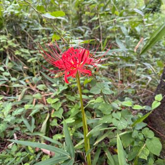 彼岸花も多かったです