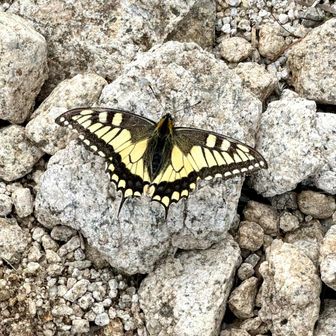 キアゲハ🦋
