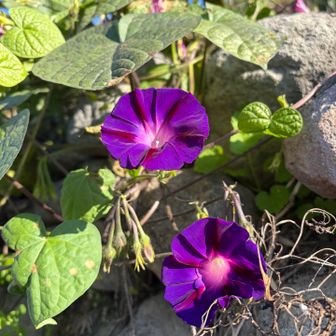 なんの花かわからんけど綺麗に咲いてる〜