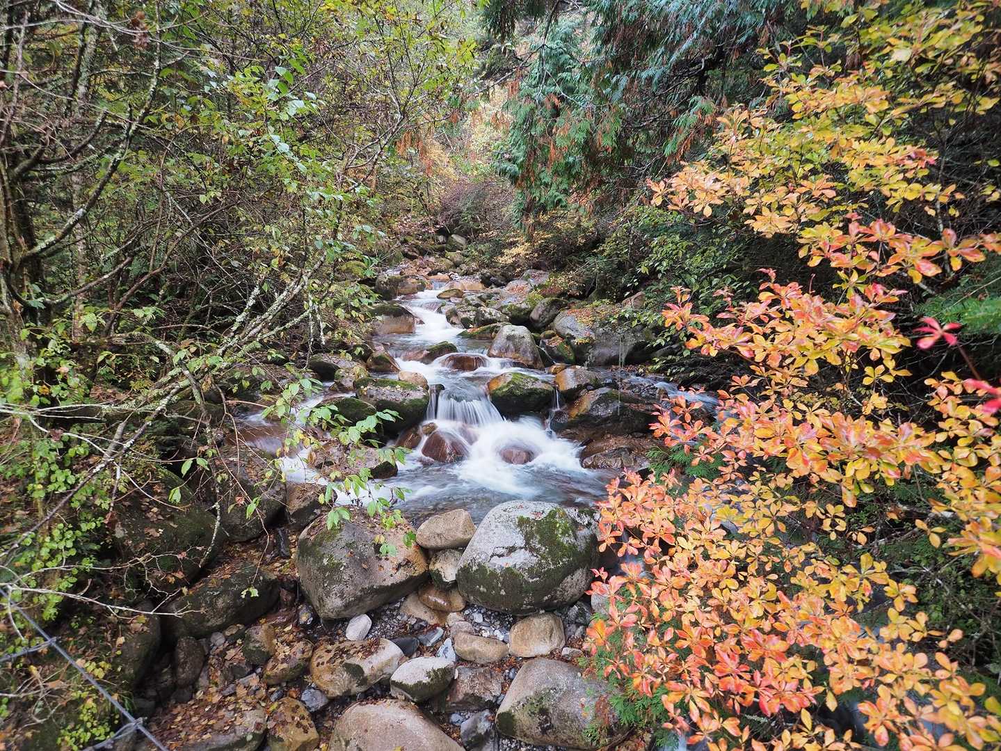 蝶ヶ岳 | 苔むした森を抜けてなだらかな稜線に立てば、槍・穂高連峰の大パノラマの写真
