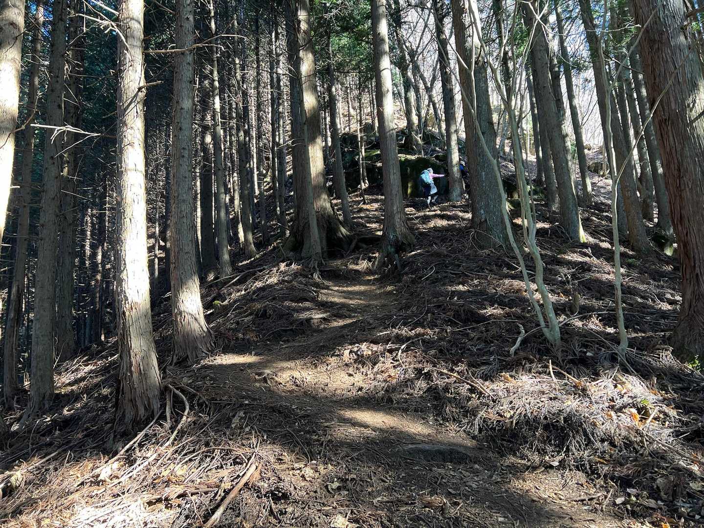 中山バス停-鳥ノ胸山-雑木ノ頭 周回コースの写真