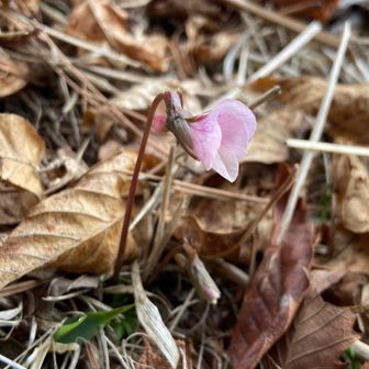 この花なんだろう💐