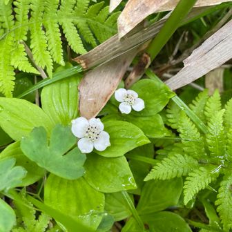 山頂に向かう道沿いには沢山の花❗️ゴゼンタチバナ
