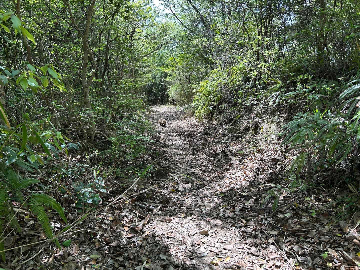 すごい勢いでアナグマが走ってきた😱
