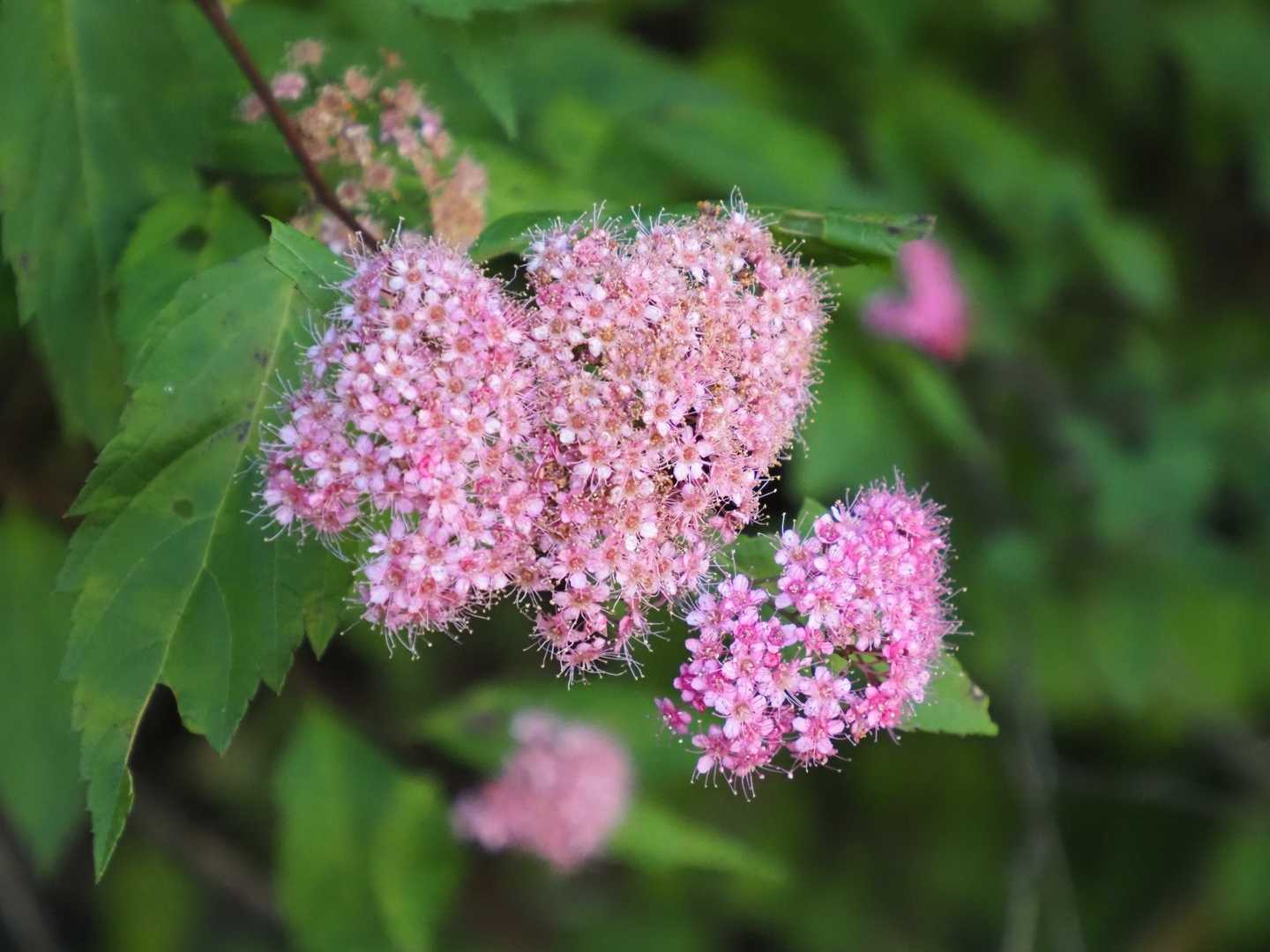 🌼
