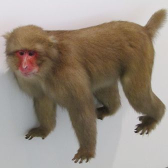 ムーンウォーカー