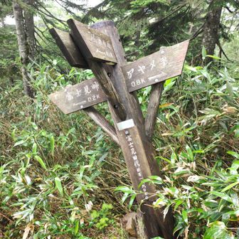長沢新道から竜宮分岐におります!