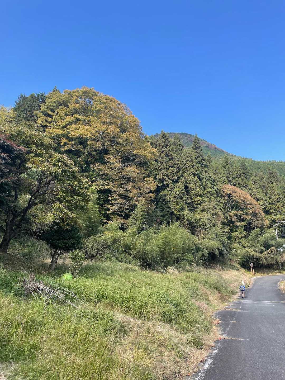 ⬆️🚶☀️🌲