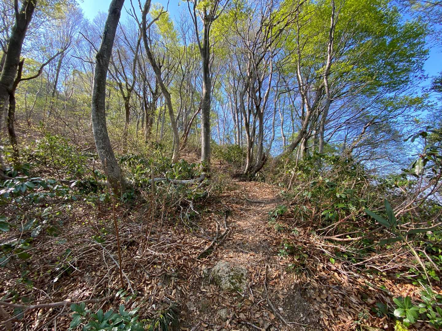 大内峠-熊の平-火燈山 往復コースの写真