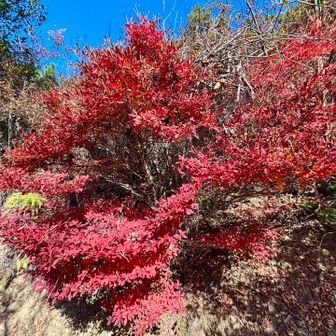 ドウダンツツジが真っ赤ーー。
