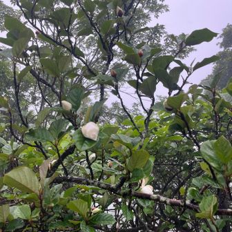 んー、ちょっと早かったなー