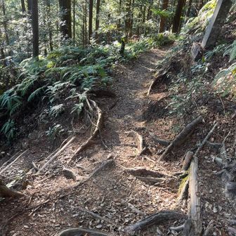 直登コースと交差してます。