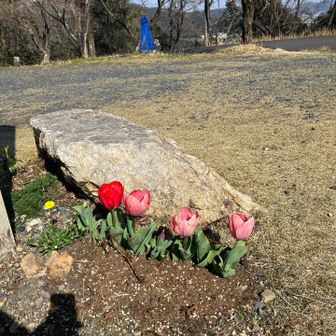 ほんと、癒されますなぁ〜
のどかですねー。