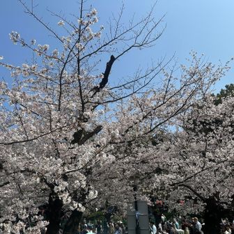 上野公園満開〜🌸🌸🌸