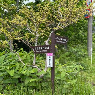 ここから舗装路を離れ、トレッキングコースへ