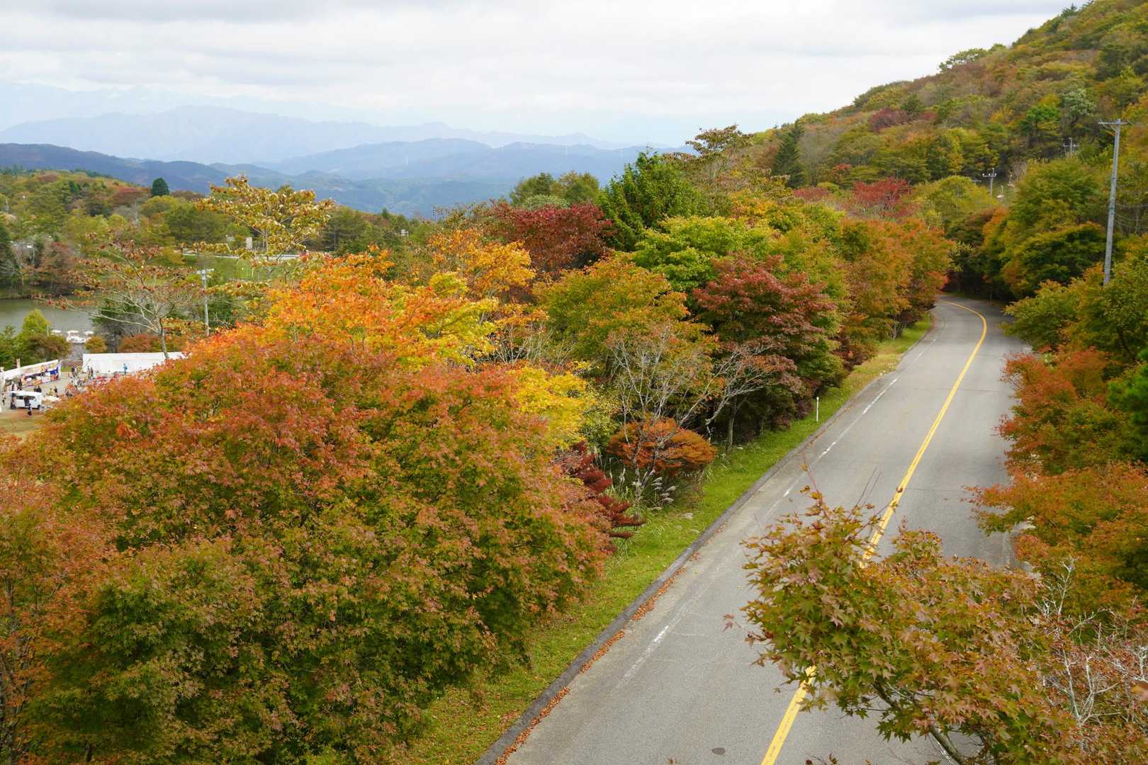 下の方は紅葉が見ごろ