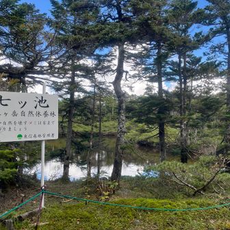 木の間から見える空がキレイ😻