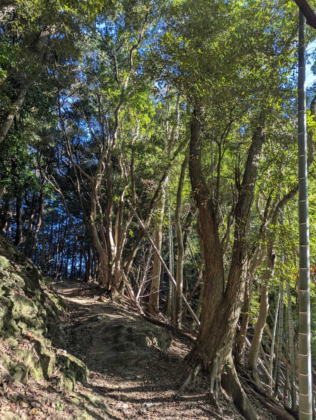 こちらからの登山道は登りが続くところもありますが、歩きやすくてとても綺麗💕