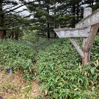 笹藪方向に…まじかぁ
