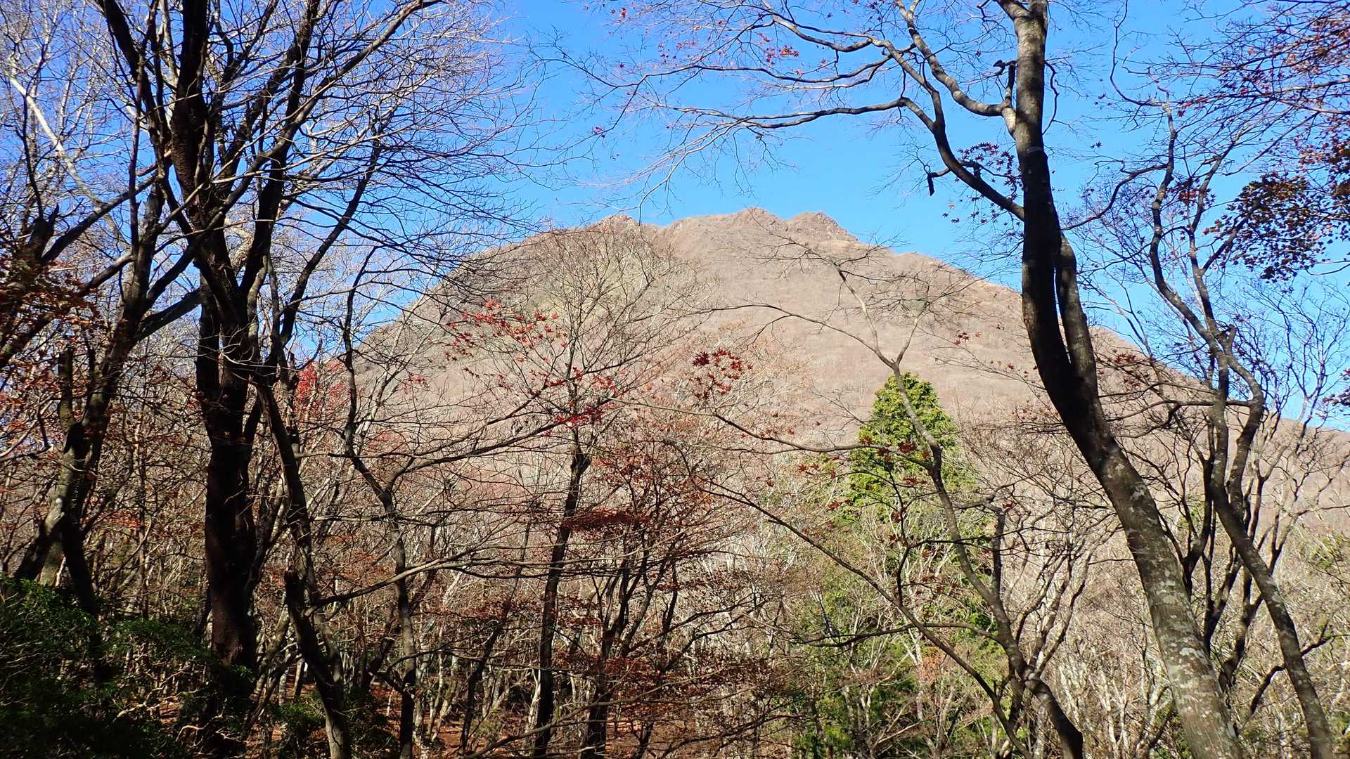 樹林帯から見上げた由布岳、近い！
