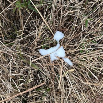 雪❄️が少しだけ残って
いました！