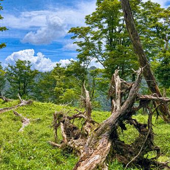 
立ってても…横たわってても…
朽ちた木って、山のオブジェやよな
