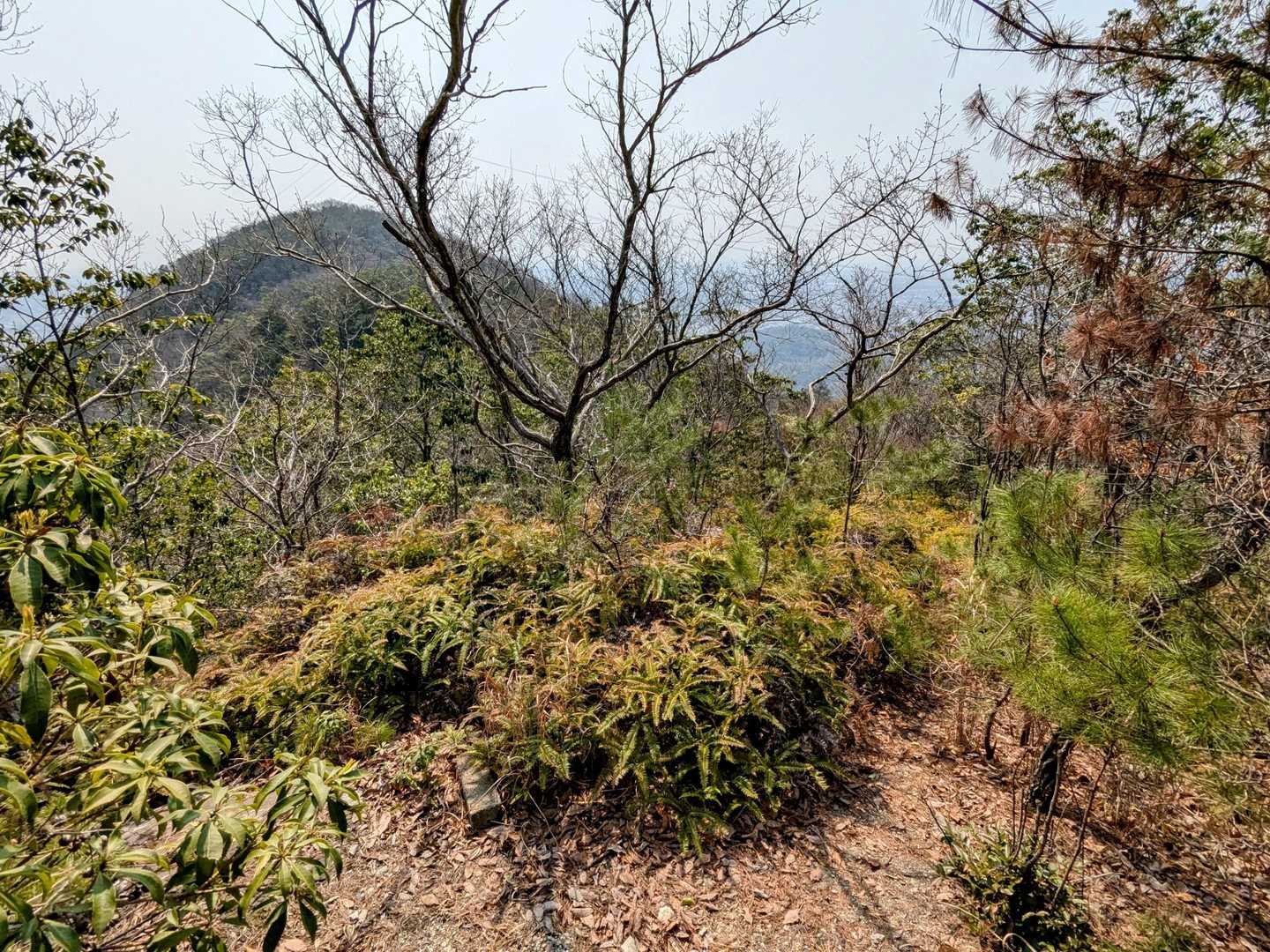 手前のピークから目前に、紛れも無い鳴尾山だと思った。