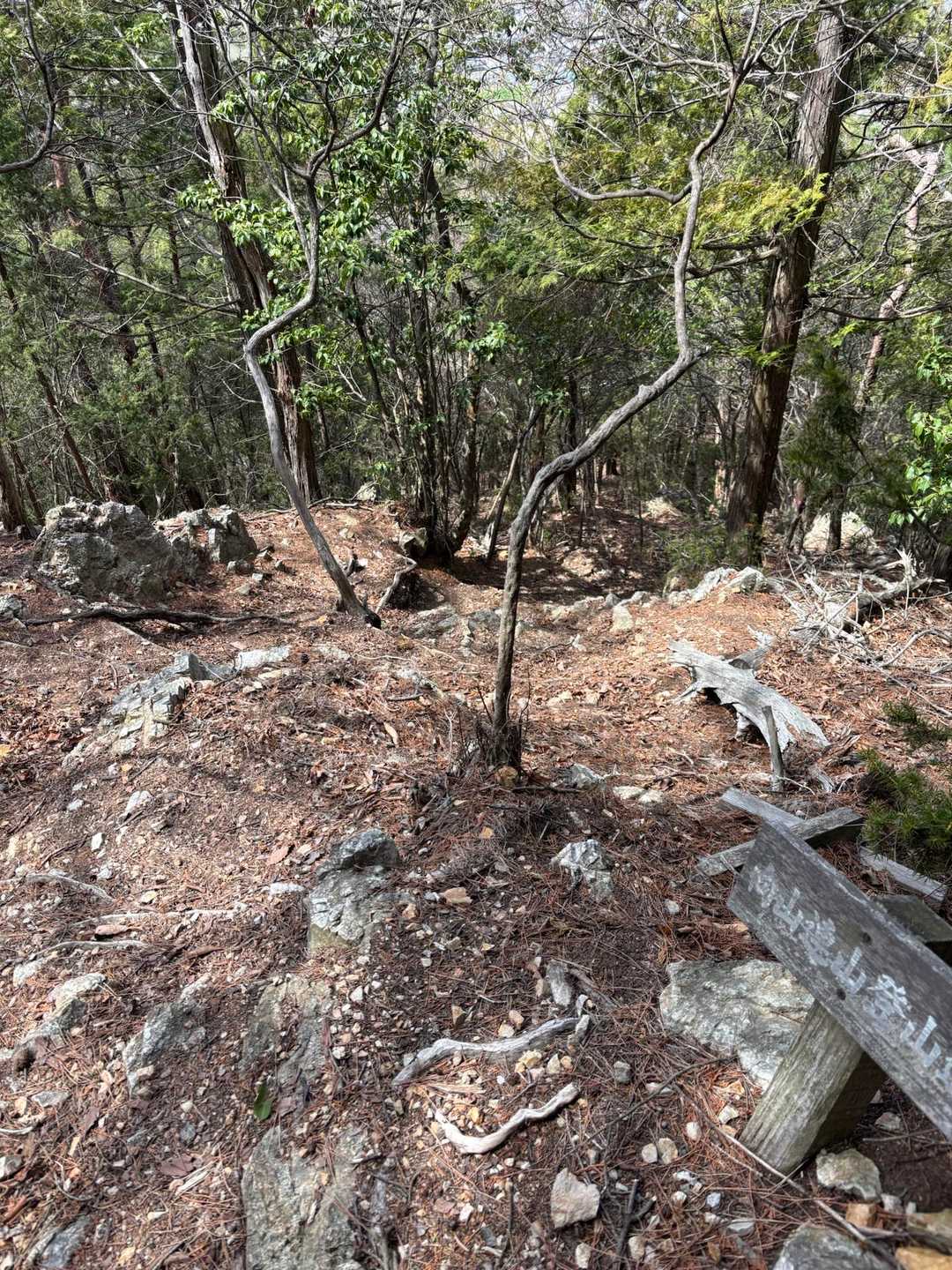 この縦走路、基本的にはピンクテープも踏み跡もありますが、分かりづらい分岐が度々でした。