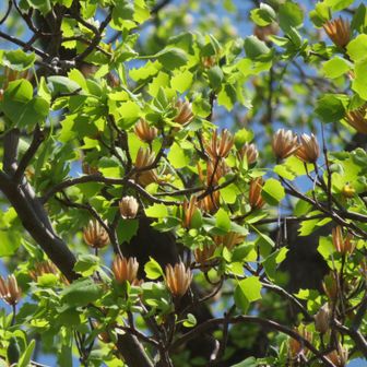 ユリノキの果実の殻