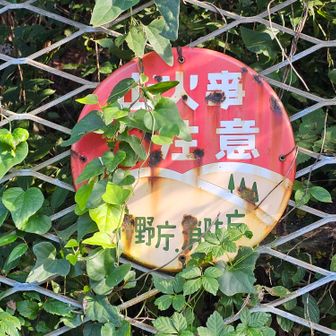クモの巣が嫌なので活動センターから道路歩きで🅿️に向かいます