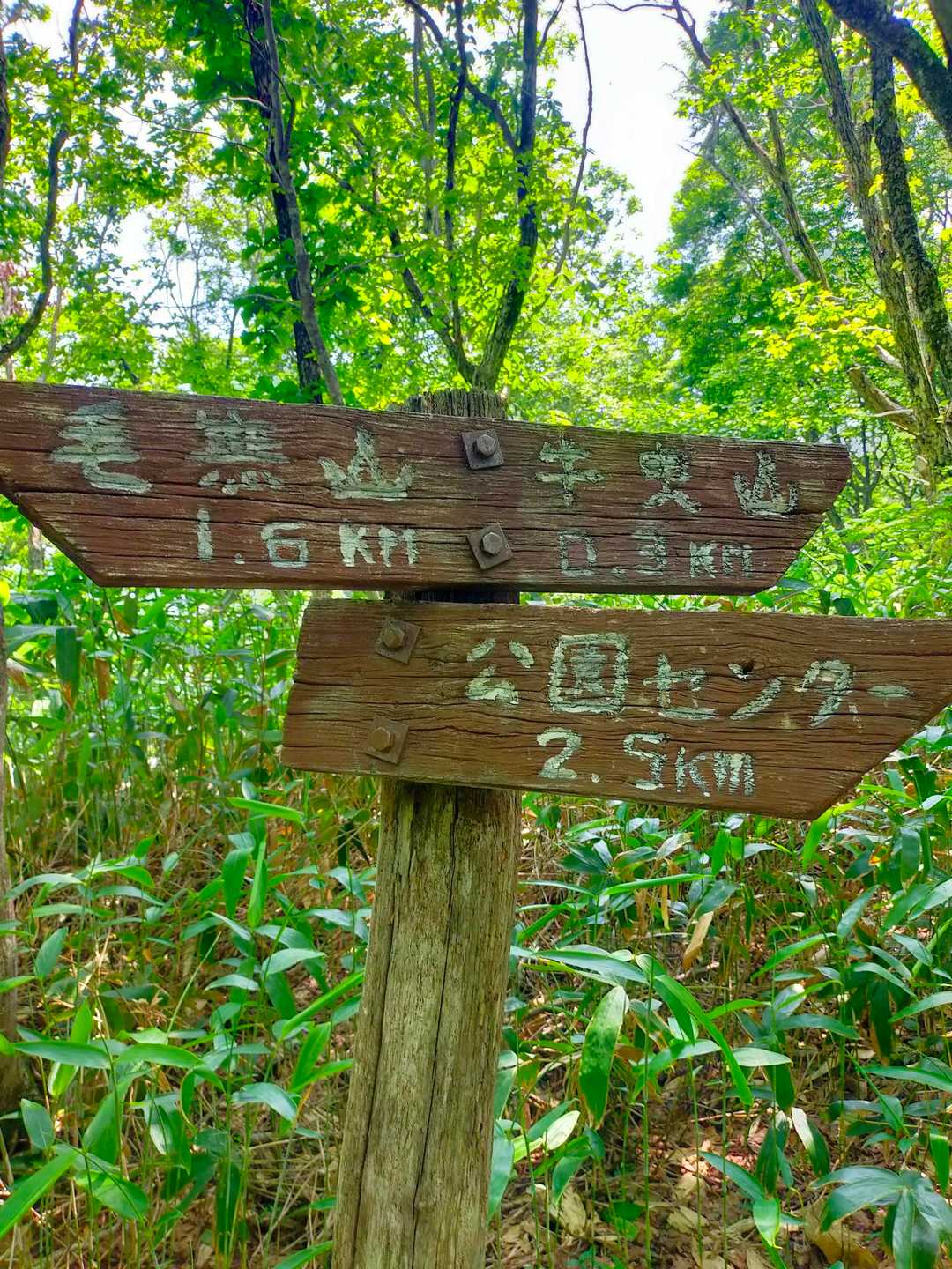 牛曳山登山口-伊良谷山-毛無山 周回コースの写真