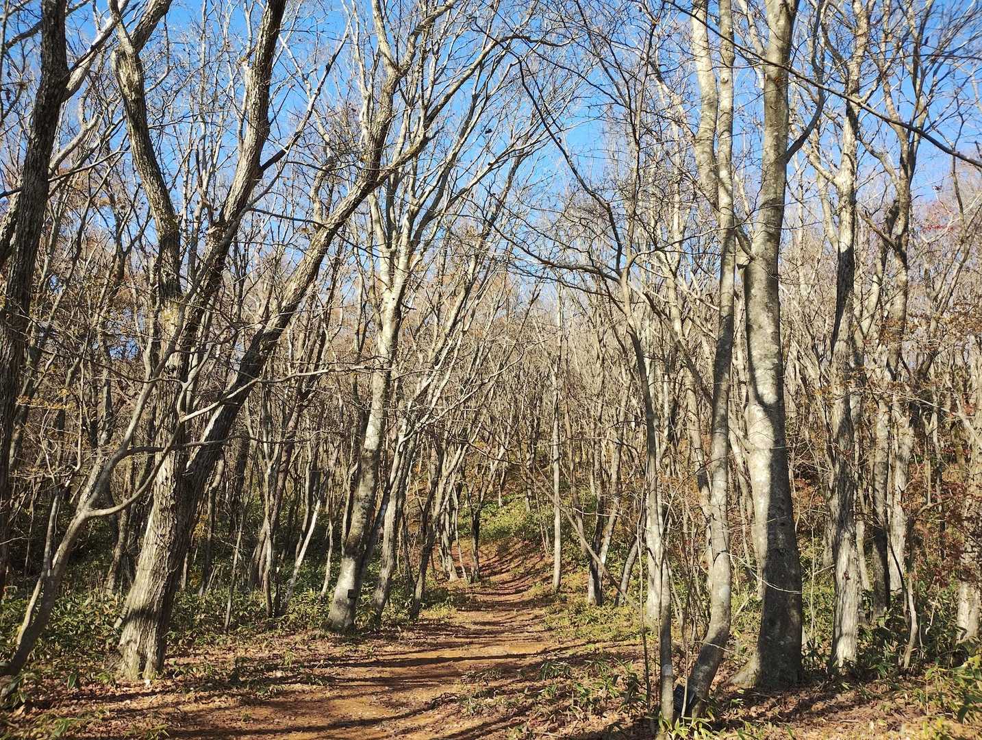 それでは大滝根山に向かいます👍
登山道はほぼ落葉していますが、それはそれで気持ち良い山歩きになりました☺️