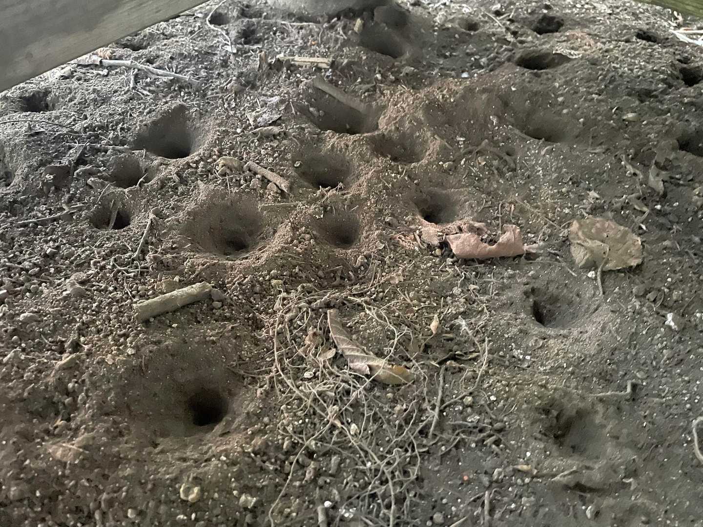 あり地獄いっぱい