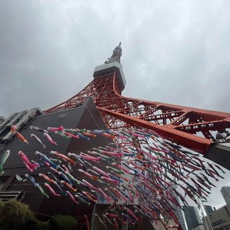 東京タワー🗼に、到着！

鯉のぼり🎏が、たくさん✨✨😆　

333匹の鯉の中に、1匹だけ全長6メートルの
『さんまのぼり』が、紛れてるそうな✨😆👍

見つからず💦💦