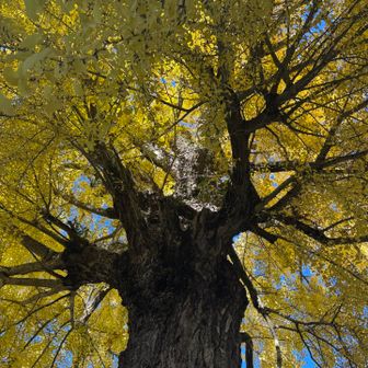 圧倒的な生命力