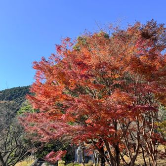 こちらもピークは過ぎてしまってましたが
きれいな木も残ってます🍁