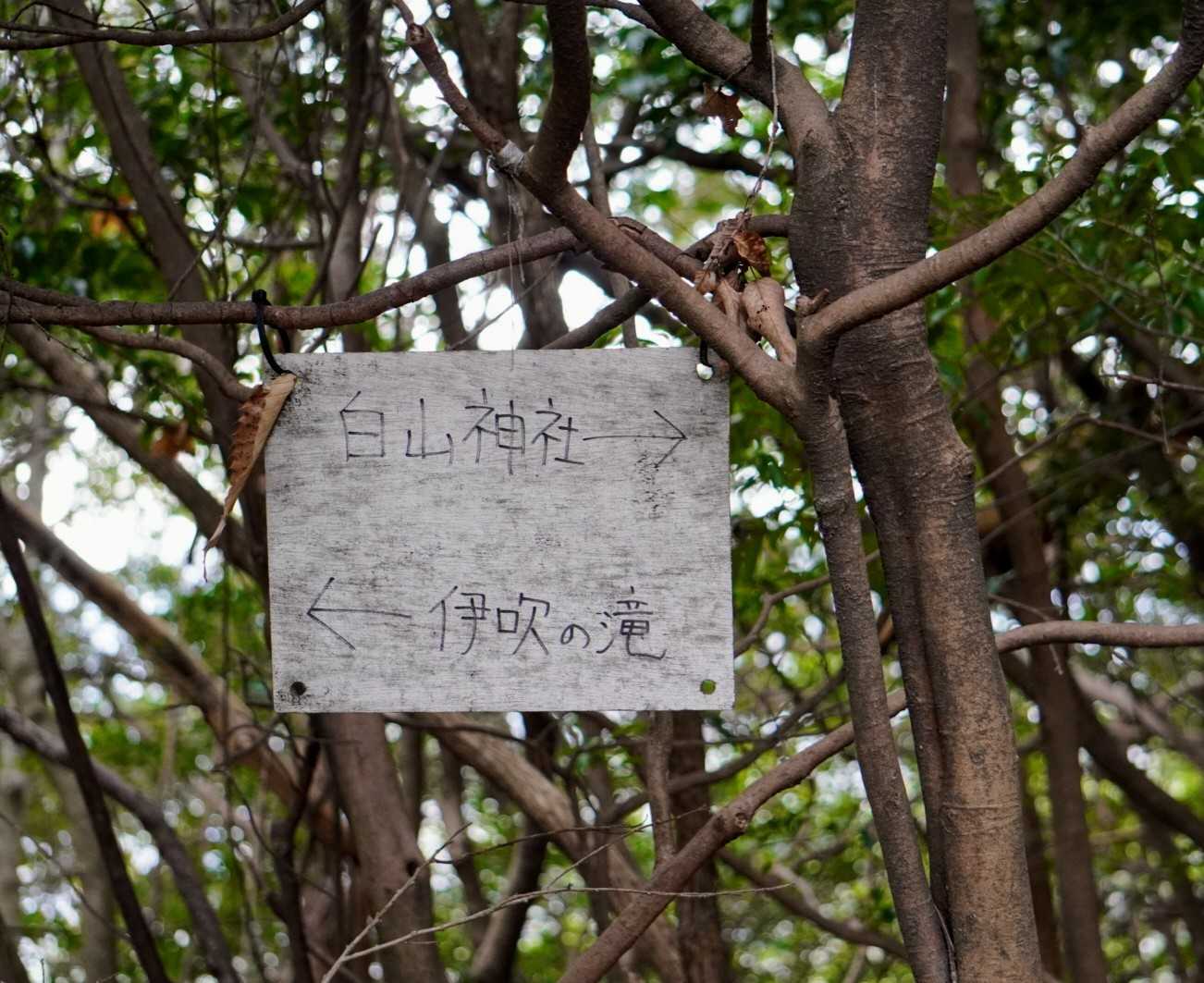 岩滝白山 往復コースの写真