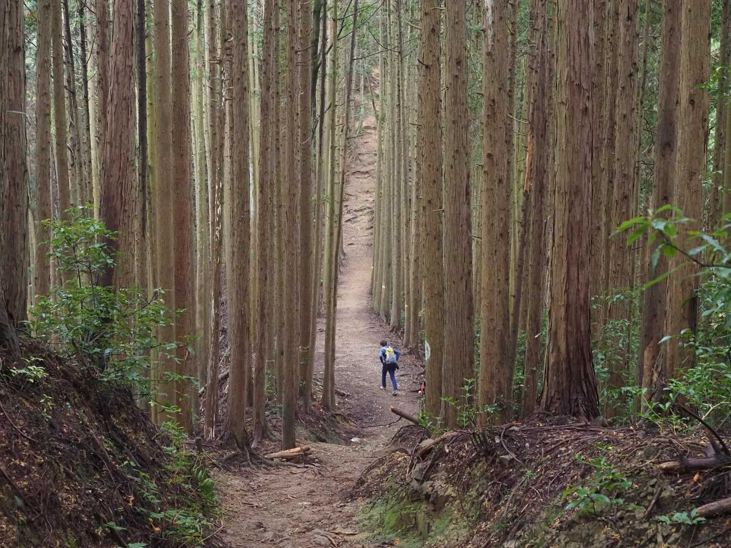 まっすぐ延びる一本道
気持ちいいなぁ♪
…と思うでしょ？